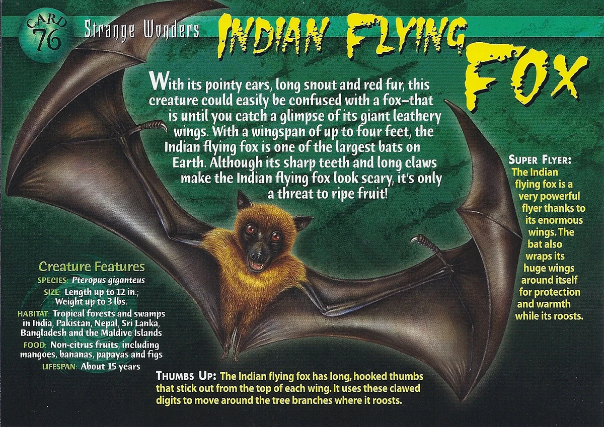 Indian Flying Fox | Weird n' Wild Creatures Wiki | Fandom