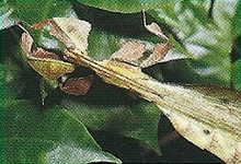 Leaf Insects Back Image