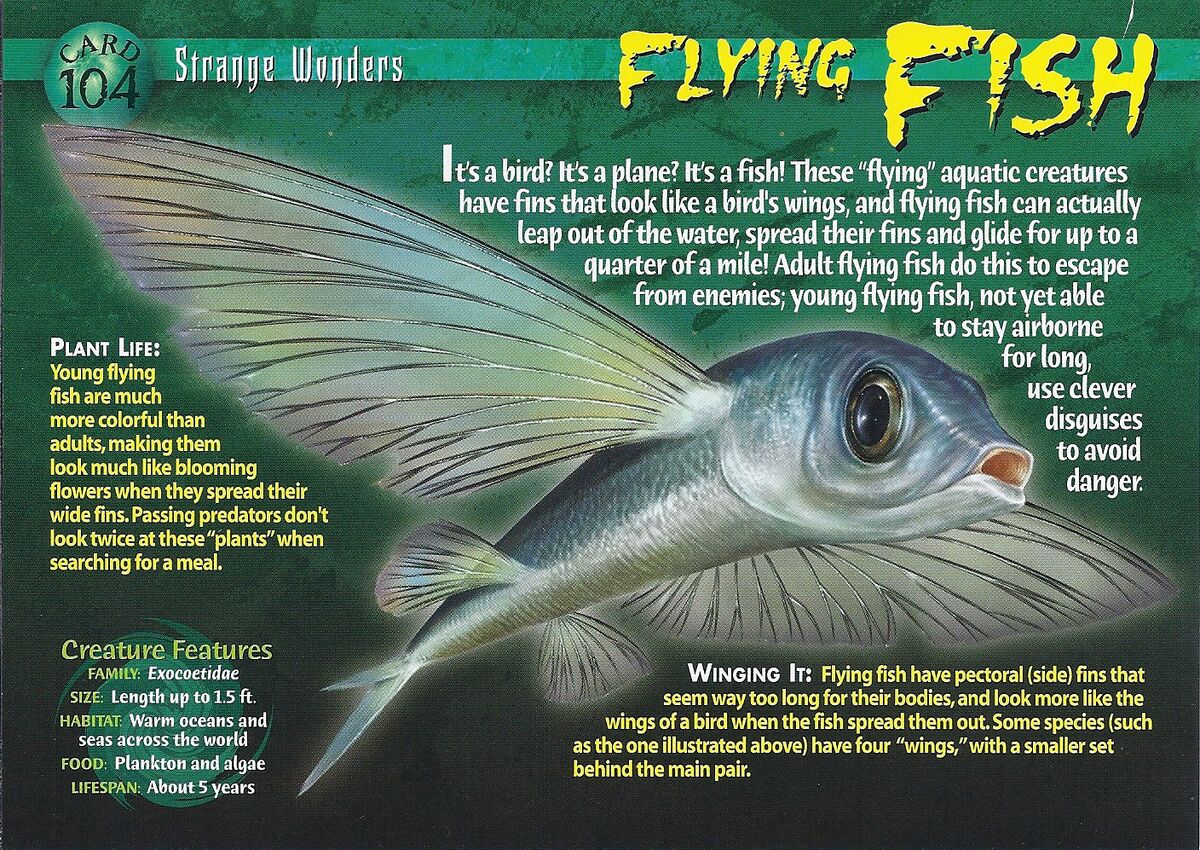 This fish has. Flying Fish. Fish have Wings. Wild Fish. This Fish has a thin fin that Fish has a thick fin.