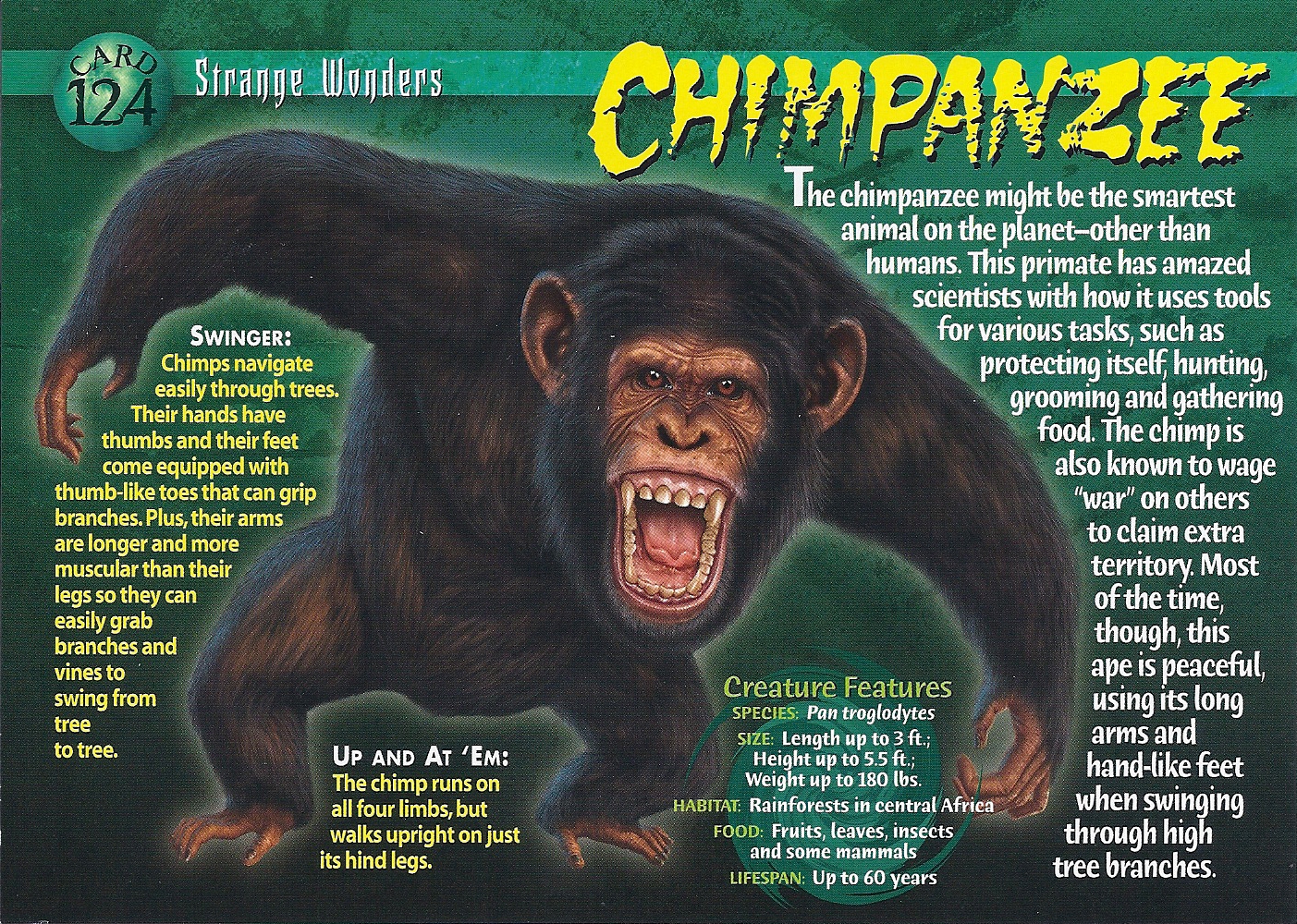 adult chimpanzee weight