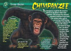 Chimpanzee | Weird n' Wild Creatures Wiki | Fandom