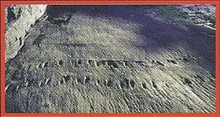 Ichthyostega Back Image