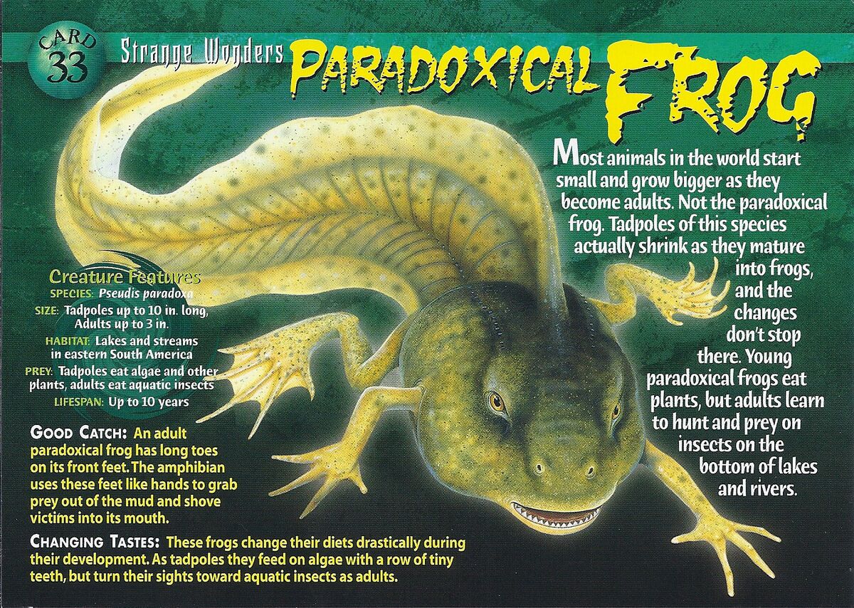 Paradoxical Frog, Weird n' Wild Creatures Wiki