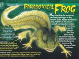 Paradoxical Frog
