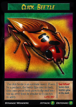 Click Beetle