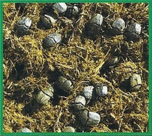 Dung Beetles Back Image