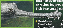 Gharial Back Image