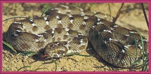Saw-Scaled Viper Back Image