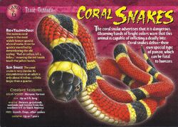 Coral Snake front