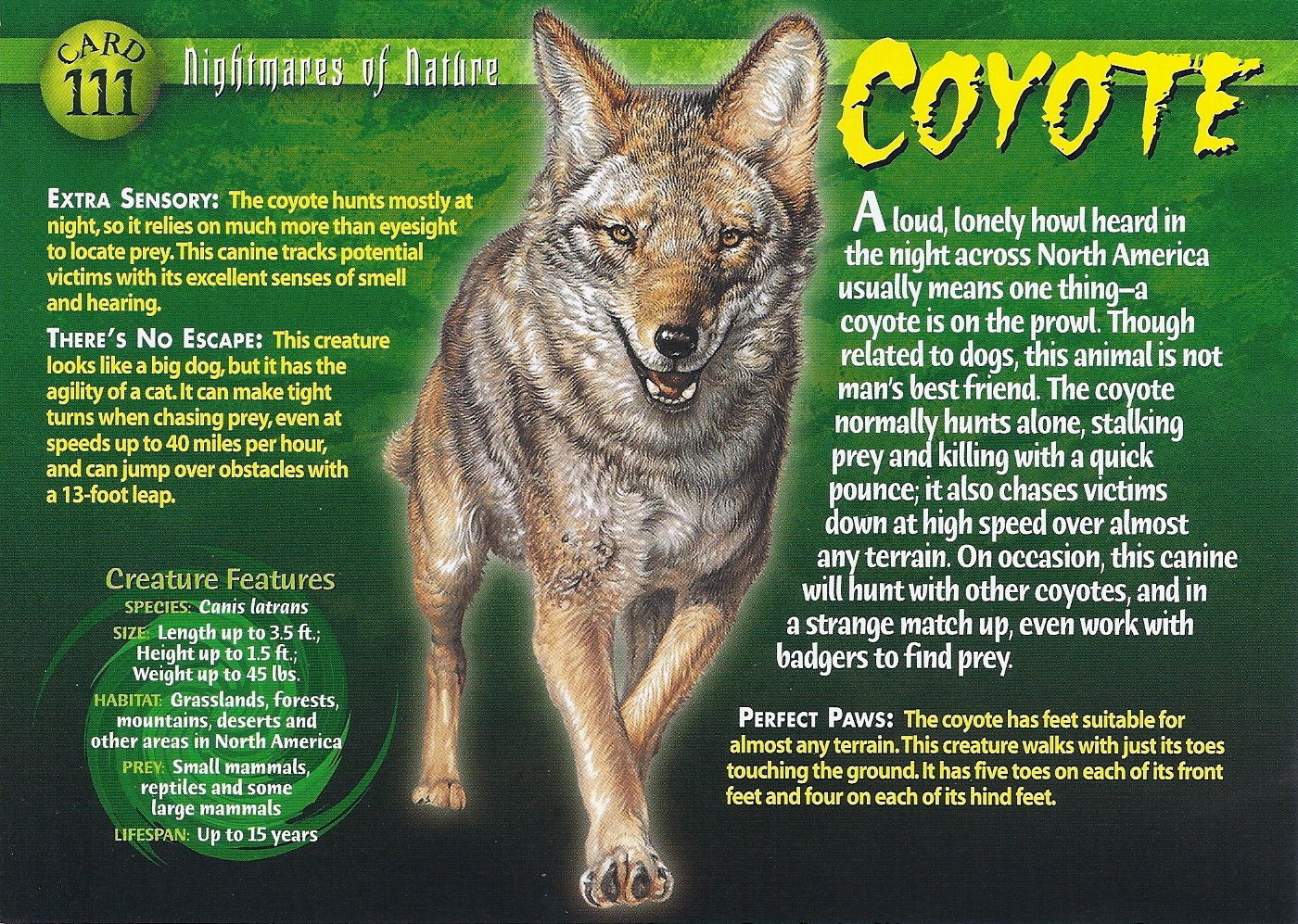 Coyote? Dog? Animal experts unsure what type of creature local