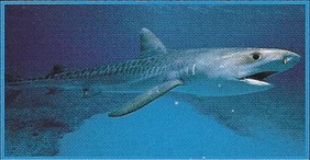 Tiger Shark Back Image