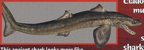 Cladoselache Back Image