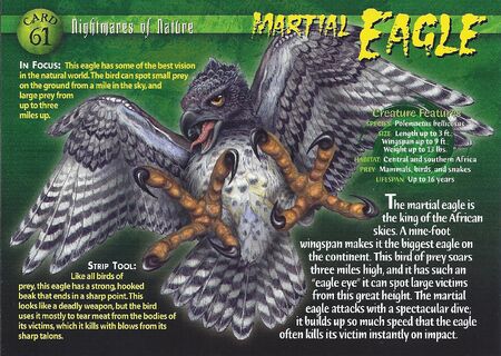 Martial Eagle front