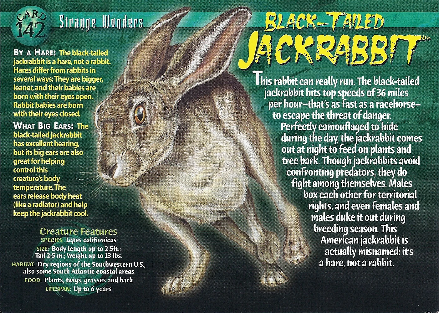 その他 JackRabbit Black-tailed Jackrabbit - White Sands National Park (U.S. National