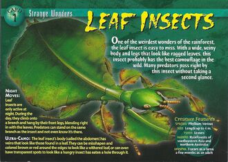 Leaf Insects front