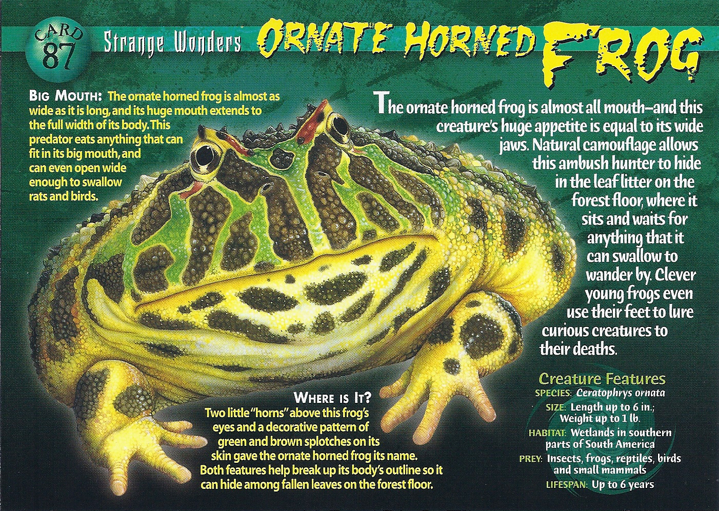 Ornate Horned Frog, Weird n' Wild Creatures Wiki