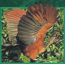 Hoatzin Back Image