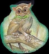 Tarsiers 3