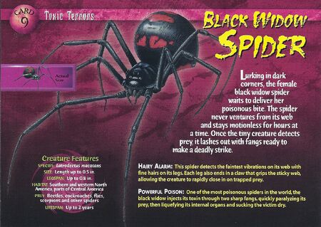 Black Widow Spider front