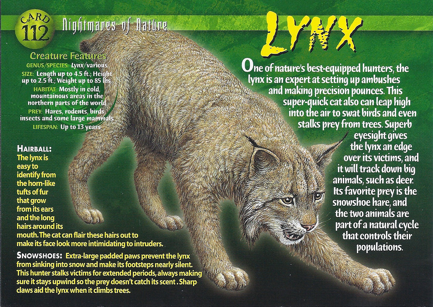 Creature Feature: Canada Lynx