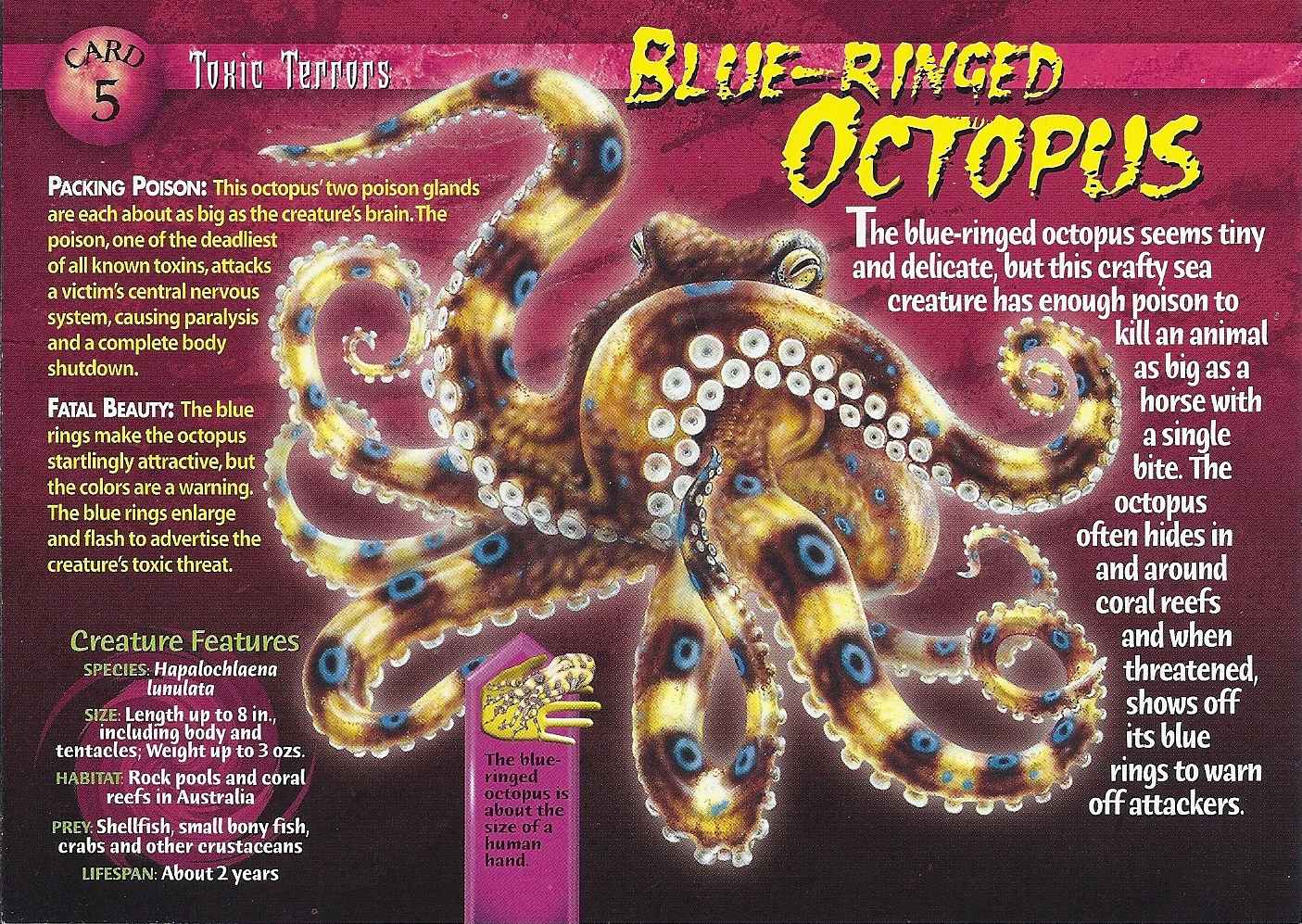 Blue-Ringed Octopus | Weird n' Wild Creatures Wiki | Fandom