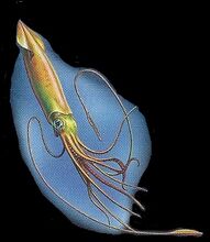 Giant Squid 1.jpg