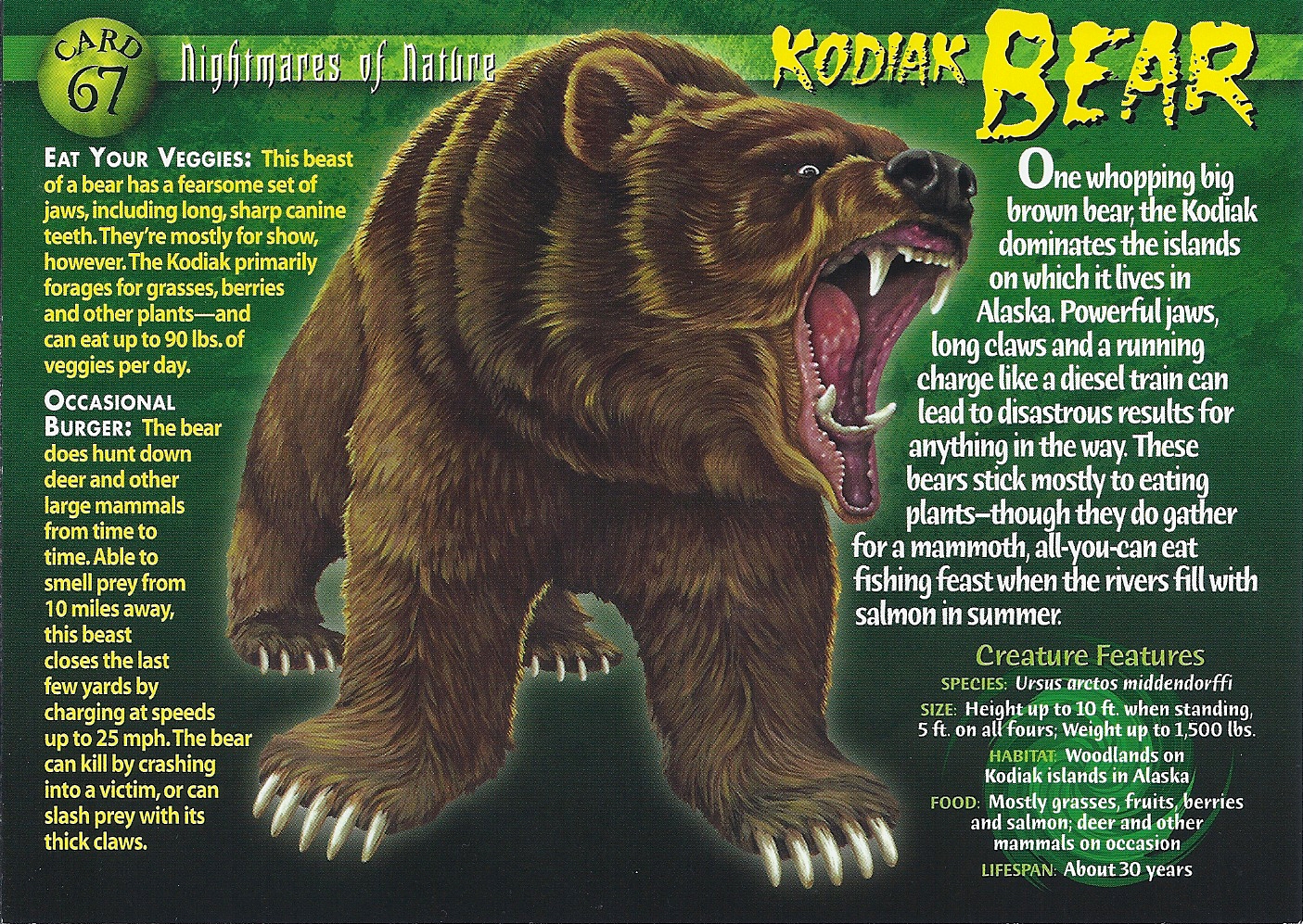 7 Cool Facts About Our Kodiak Bears - Marshfield Made New