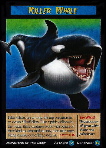 Killer Whale