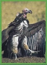 Lappet-Faced Vulture Back Image 1