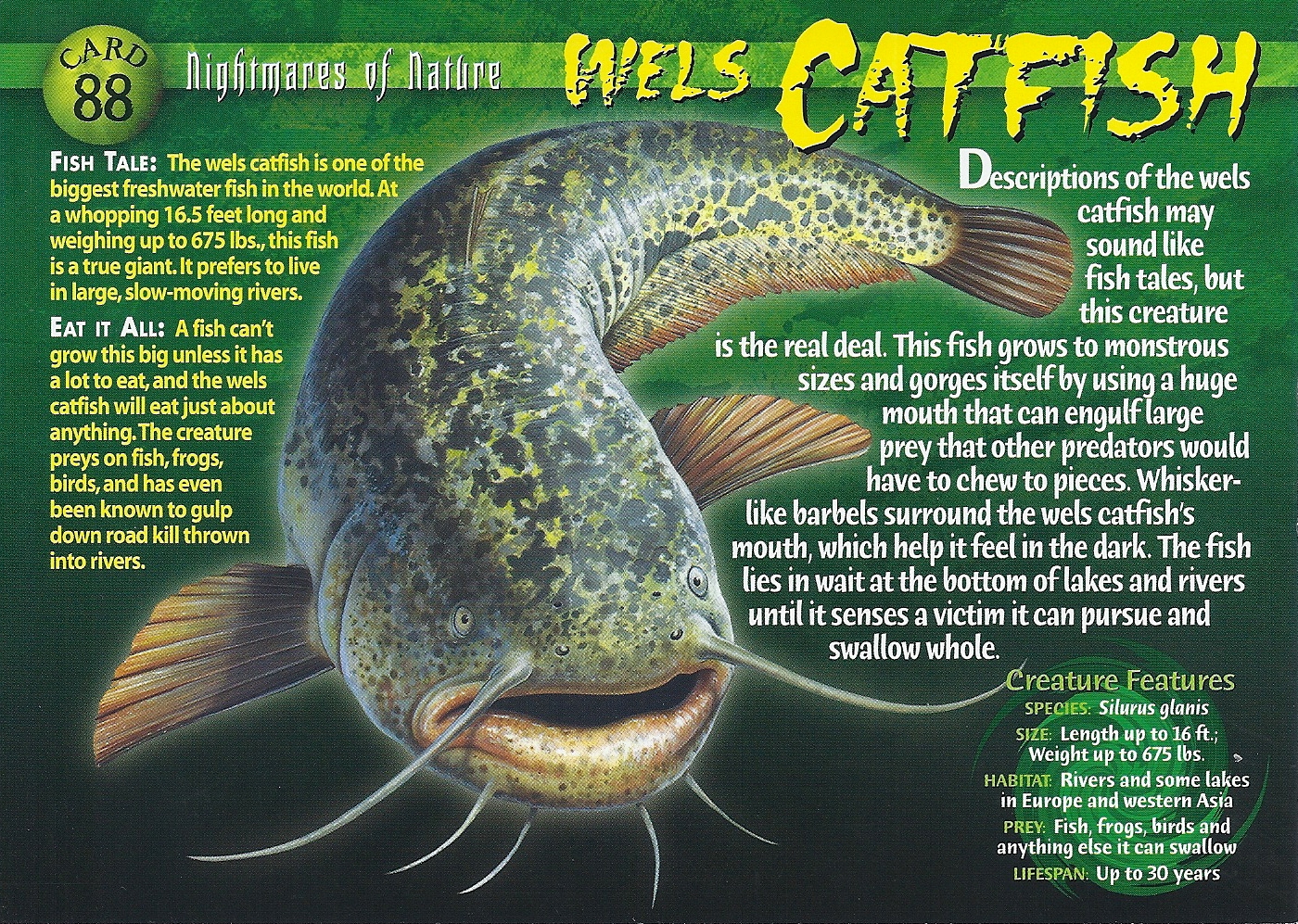 Wels Catfish, Weird n' Wild Creatures Wiki