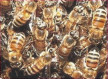 Defending the hive is job #1.