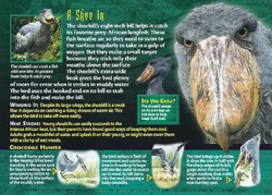 Shoebill | Weird n' Wild Creatures Wiki | Fandom