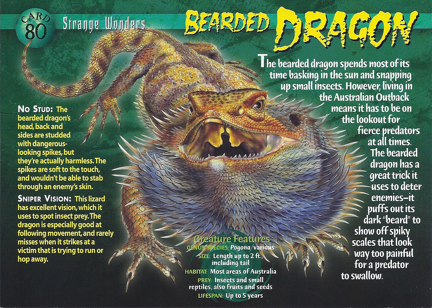 Bearded Dragon | Weird n' Wild Creatures Wiki | Fandom