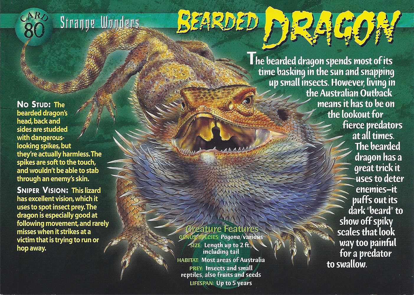 The Language of the Bearded Dragon's Beard