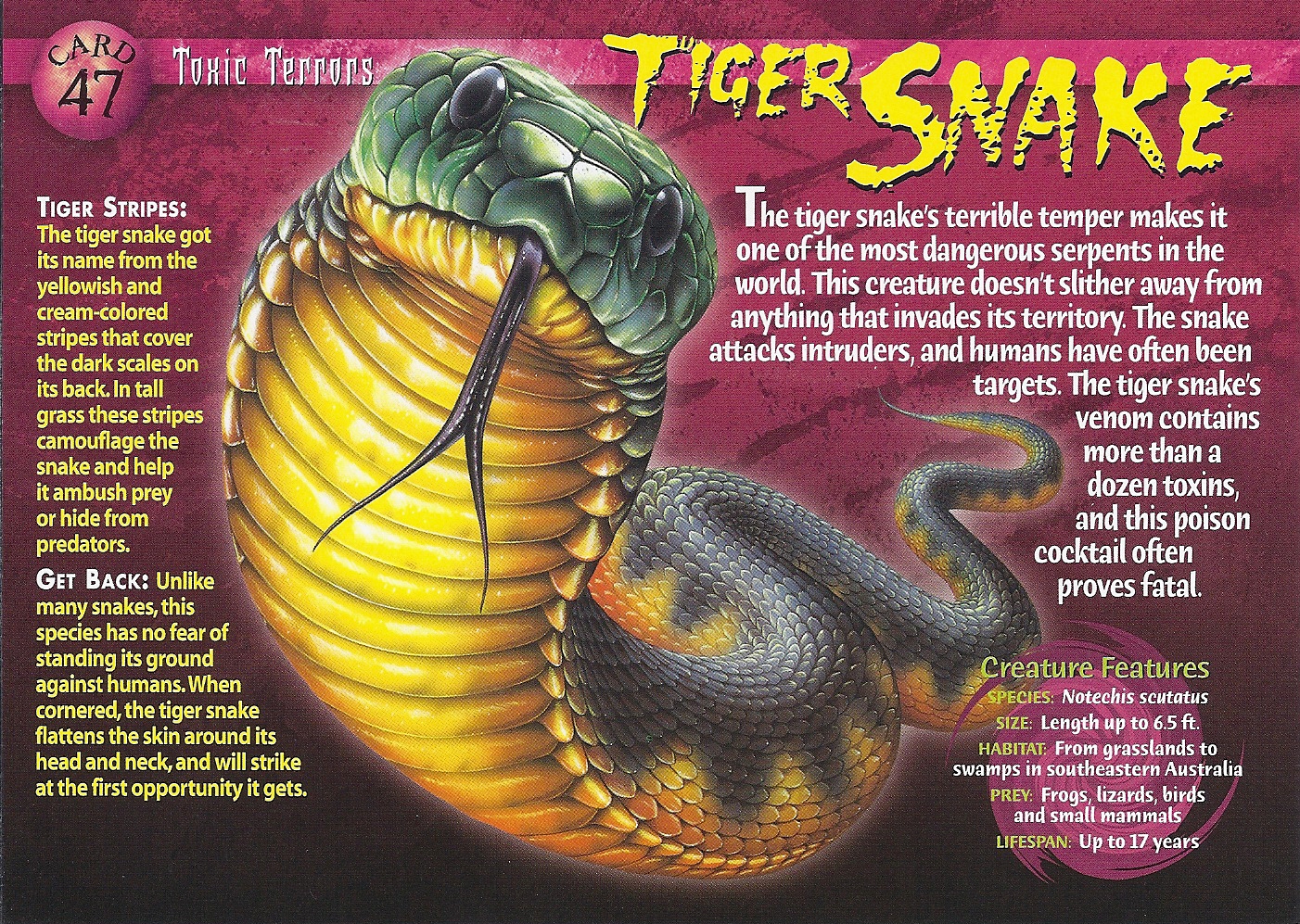 https://static.wikia.nocookie.net/wierdnwildcreatures/images/7/71/Tiger_Snake_front.jpg/revision/latest?cb=20130905022423