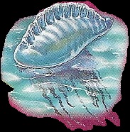 Portuguese Man-o-War 2