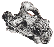Lystrosaurus Back Image