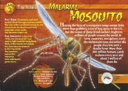 Malarial Mosquito front.jpg (1.38 MB) Malarial Mosquito