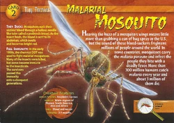 Malarial Mosquito front