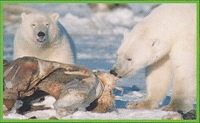 Polar Bear Back Image