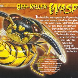 Category:Wasps, Weird n' Wild Creatures Wiki