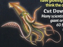 Colossal Squid Back Image 2