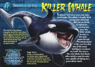 Killer Whale front.jpg (1.27 MB) Killer Whale