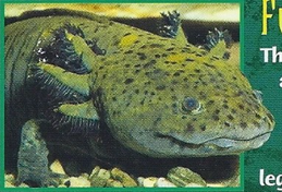 Axolotl Back Image