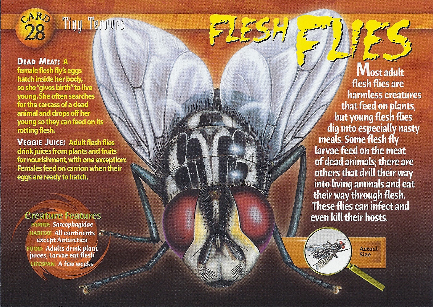 What are flesh flies?