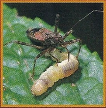 Damsel Bugs Back Image