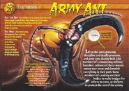 Army Ant front.jpg (1.38 MB) Army Ant