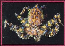 Blue-Ringed Octopus 1