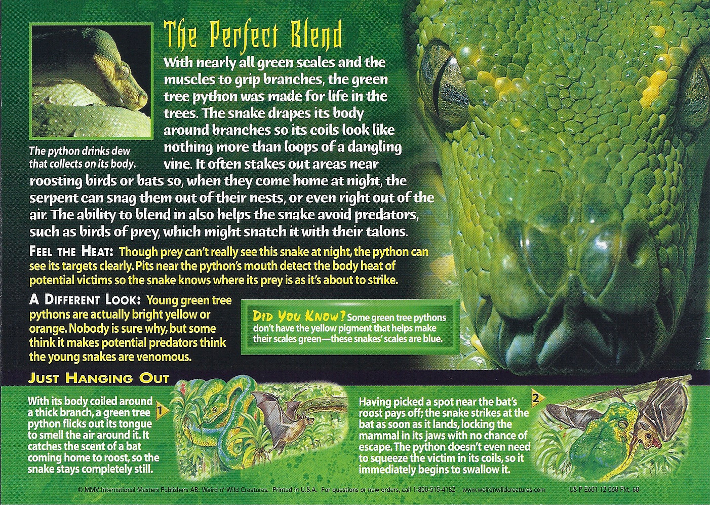 Green Tree Python — Green Tree Python Serpentovirus (NidoVirus)