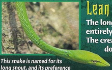 Long-Nosed Tree Snake Back Image